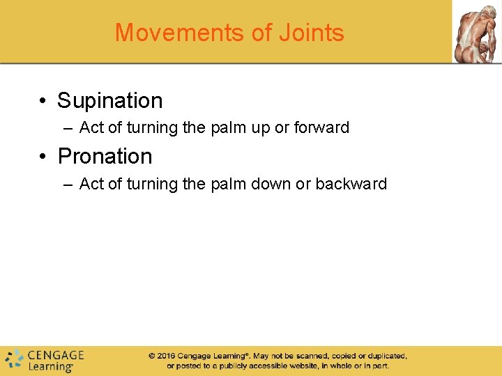 Movements of Joints • Supination – Act of turning the palm up or forward Movements of Joints • Supination – Act of turning the palm up or forward