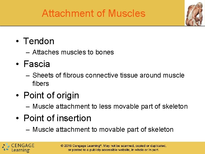 Attachment of Muscles • Tendon – Attaches muscles to bones • Fascia – Sheets Attachment of Muscles • Tendon – Attaches muscles to bones • Fascia – Sheets