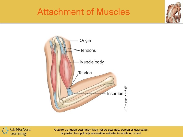 © Cengage Learning® Attachment of Muscles © Cengage Learning® Attachment of Muscles