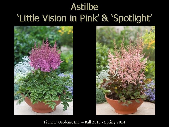 Astilbe ‘Little Vision in Pink’ & ‘Spotlight’ Pioneer Gardens, Inc. – Fall 2013 -
