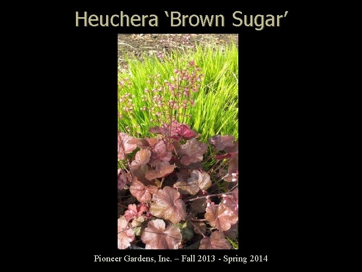 Heuchera ‘Brown Sugar’ Pioneer Gardens, Inc. – Fall 2013 - Spring 2014 