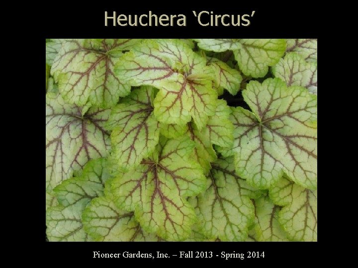 Heuchera ‘Circus’ Pioneer Gardens, Inc. – Fall 2013 - Spring 2014 