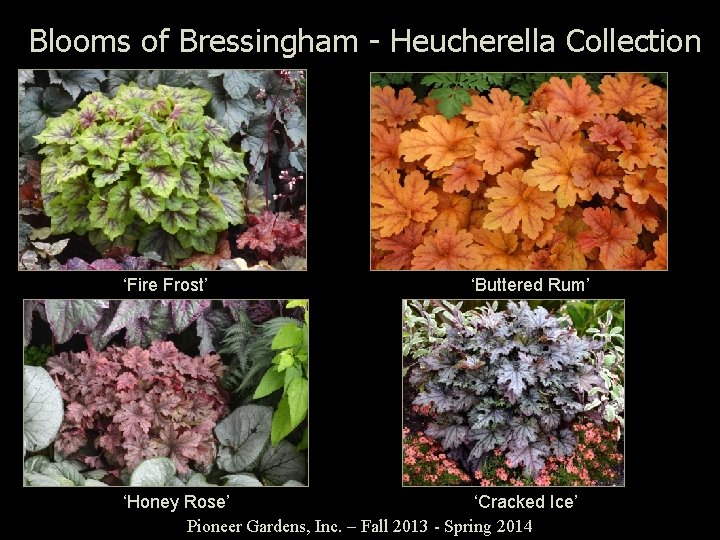 Blooms of Bressingham - Heucherella Collection ‘Fire Frost’ ‘Buttered Rum’ ‘Honey Rose’ ‘Cracked Ice’