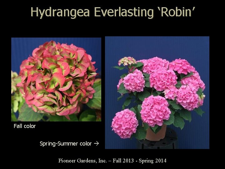 Hydrangea Everlasting ‘Robin’ Fall color Spring-Summer color Pioneer Gardens, Inc. – Fall 2013 -