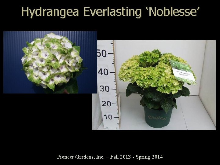 Hydrangea Everlasting ‘Noblesse’ Pioneer Gardens, Inc. – Fall 2013 - Spring 2014 