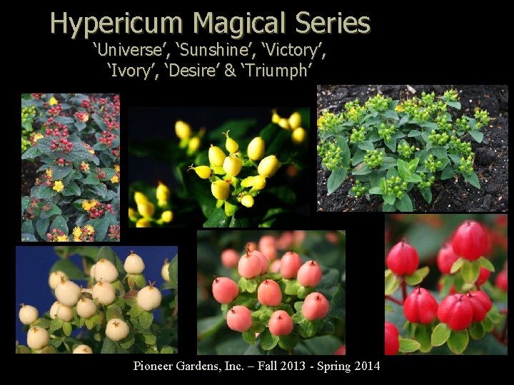 Hypericum Magical Series ‘Universe’, ‘Sunshine’, ‘Victory’, ‘Ivory’, ‘Desire’ & ‘Triumph’ Pioneer Gardens, Inc. –