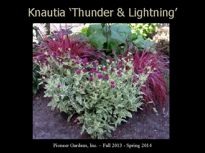 Knautia ‘Thunder & Lightning’ Pioneer Gardens, Inc. – Fall 2013 - Spring 2014 