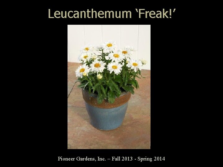 Leucanthemum ‘Freak!’ Pioneer Gardens, Inc. – Fall 2013 - Spring 2014 