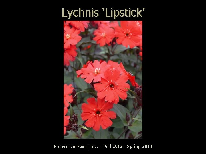 Lychnis ‘Lipstick’ Pioneer Gardens, Inc. – Fall 2013 - Spring 2014 