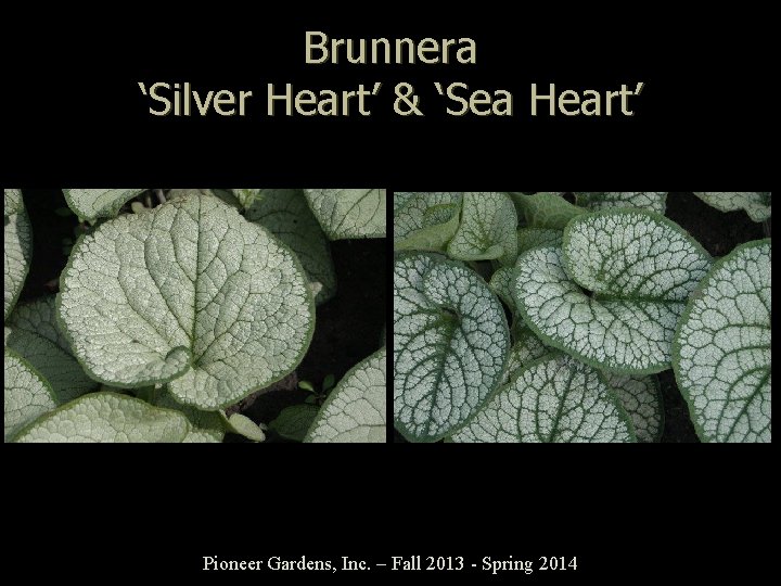 Brunnera ‘Silver Heart’ & ‘Sea Heart’ Pioneer Gardens, Inc. – Fall 2013 - Spring