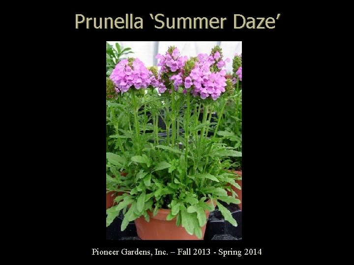 Prunella ‘Summer Daze’ Pioneer Gardens, Inc. – Fall 2013 - Spring 2014 