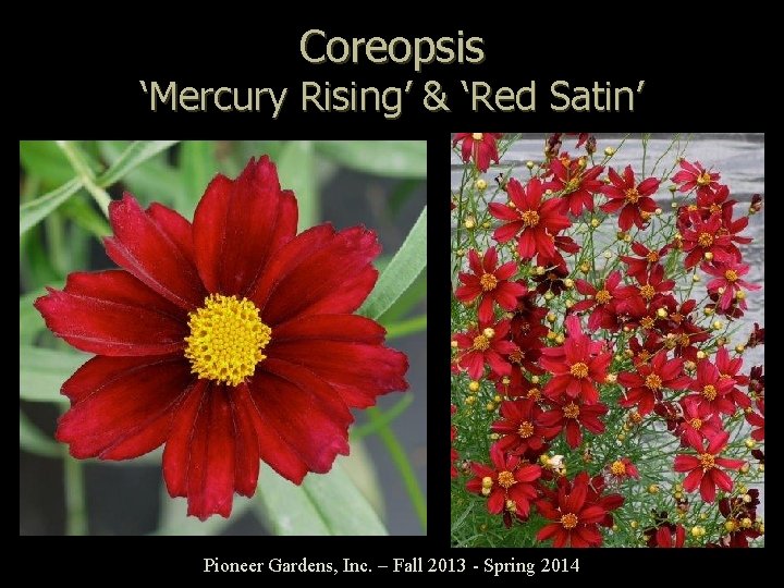 Coreopsis ‘Mercury Rising’ & ‘Red Satin’ Pioneer Gardens, Inc. – Fall 2013 - Spring