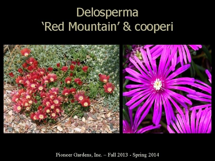 Delosperma ‘Red Mountain’ & cooperi Pioneer Gardens, Inc. – Fall 2013 - Spring 2014
