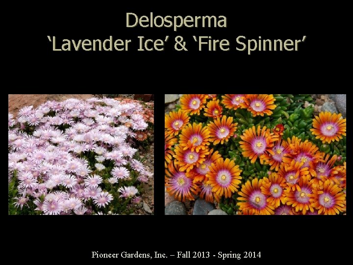 Delosperma ‘Lavender Ice’ & ‘Fire Spinner’ Pioneer Gardens, Inc. – Fall 2013 - Spring