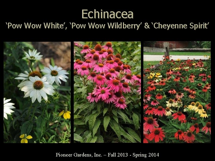 Echinacea ‘Pow White’, ‘Pow Wildberry’ & ‘Cheyenne Spirit’ Pioneer Gardens, Inc. – Fall 2013