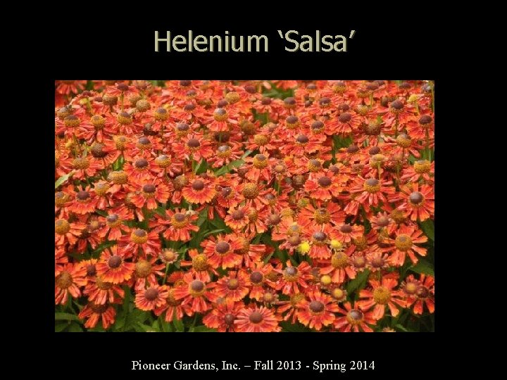 Helenium ‘Salsa’ Pioneer Gardens, Inc. – Fall 2013 - Spring 2014 