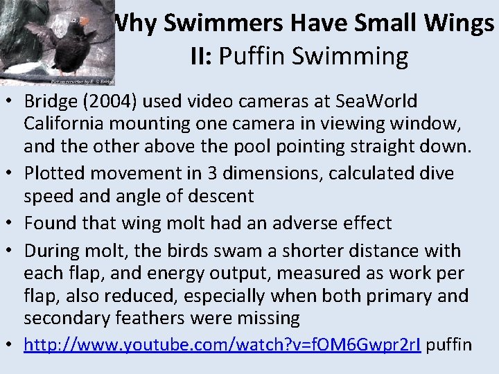 Why Swimmers Have Small Wings II: Puffin Swimming • Bridge (2004) used video cameras