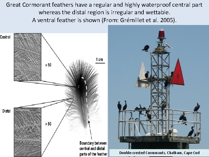 Great Cormorant feathers have a regular and highly waterproof central part whereas the distal