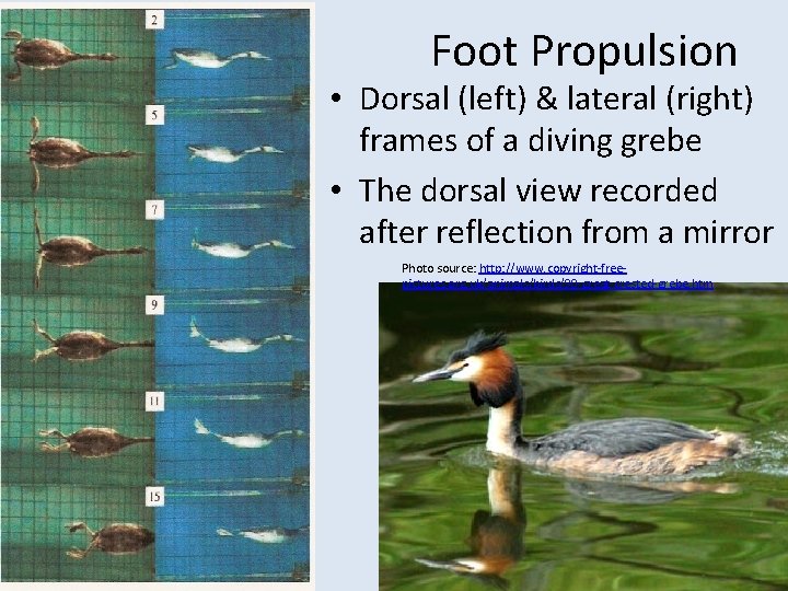 Foot Propulsion • Dorsal (left) & lateral (right) frames of a diving grebe •