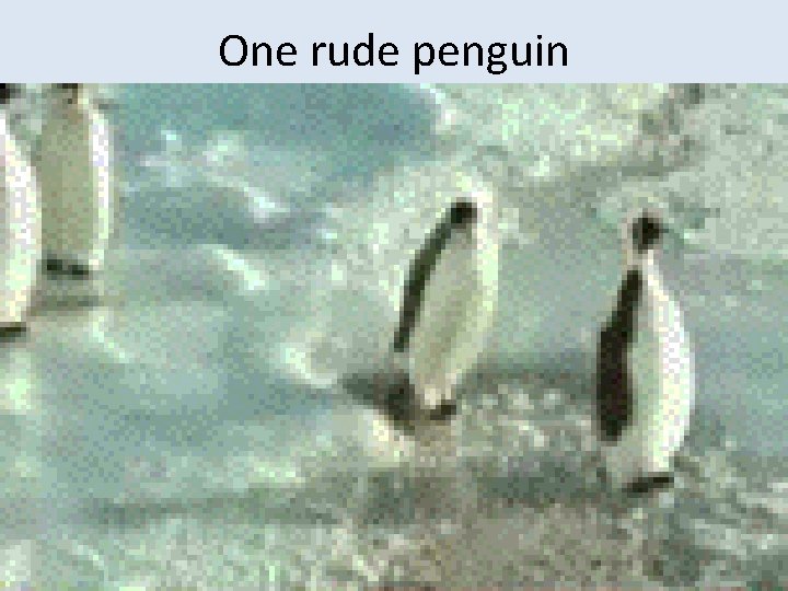 One rude penguin 