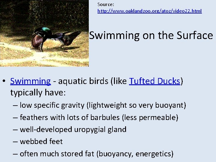 Source: http: //www. oaklandzoo. org/atoz/video 22. html Swimming on the Surface • Swimming -