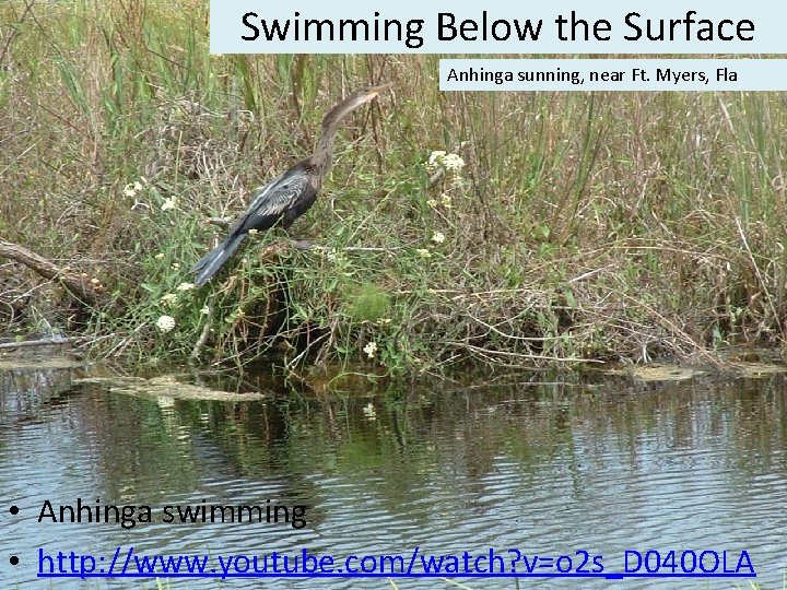 Swimming Below the Surface Anhinga sunning, near Ft. Myers, Fla • Anhinga swimming •