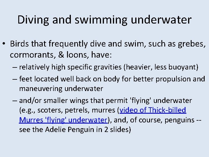 Diving and swimming underwater • Birds that frequently dive and swim, such as grebes,