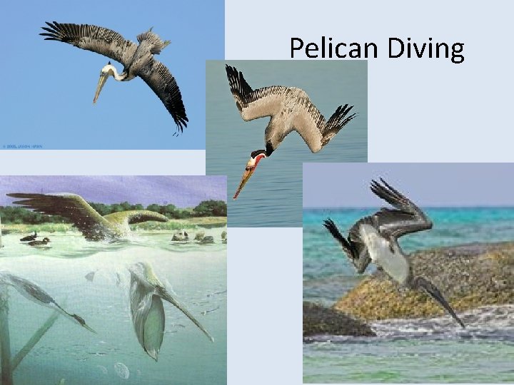 Pelican Diving 