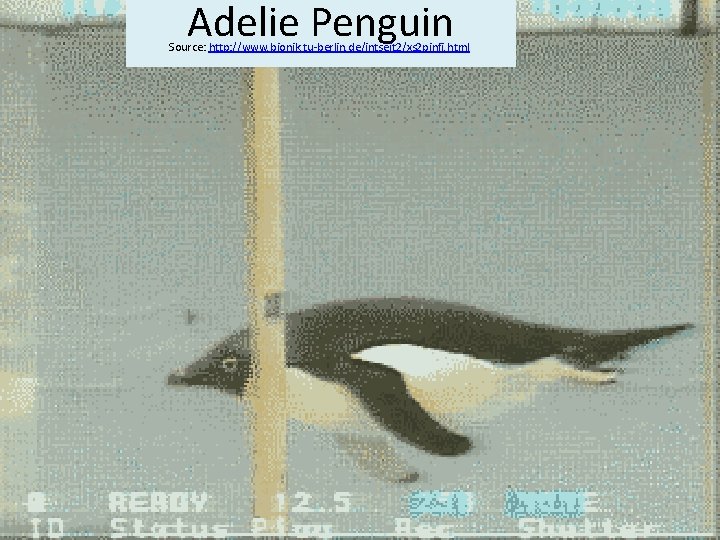  Adelie Penguin Source: http: //www. bionik. tu-berlin. de/intseit 2/xs 2 pinfi. html 