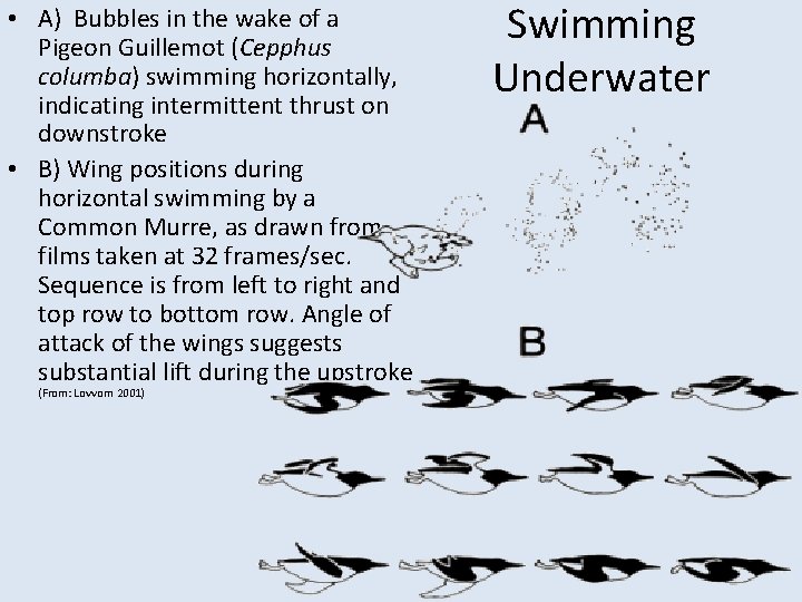  • A) Bubbles in the wake of a Pigeon Guillemot (Cepphus columba) swimming