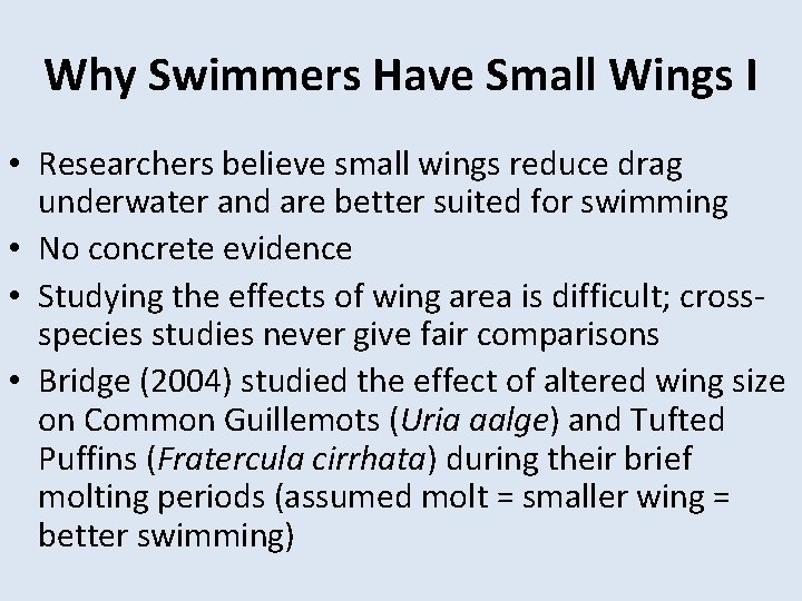 Why Swimmers Have Small Wings I • Researchers believe small wings reduce drag underwater