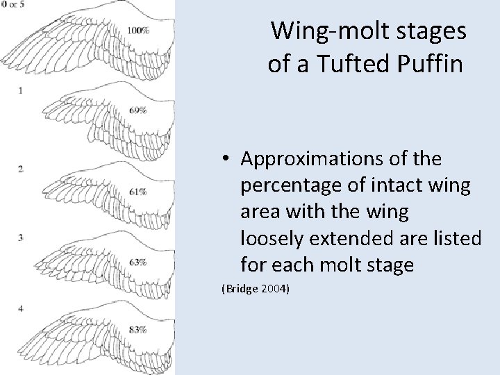 Wing-molt stages of a Tufted Puffin • Approximations of the percentage of intact wing