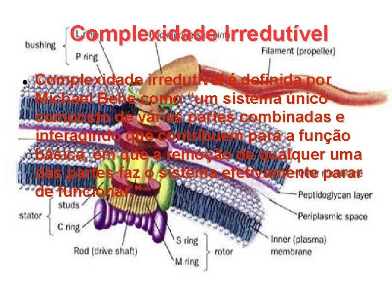 Complexidade Irredutível Complexidade irredutível é definida por Michael Behe como “um sistema único composto