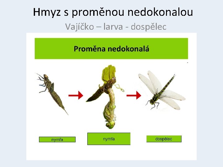 Hmyz s proměnou nedokonalou Vajíčko – larva - dospělec 