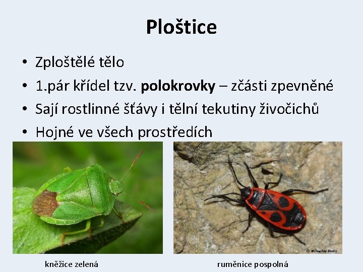 Ploštice • • Zploštělé tělo 1. pár křídel tzv. polokrovky – zčásti zpevněné Sají