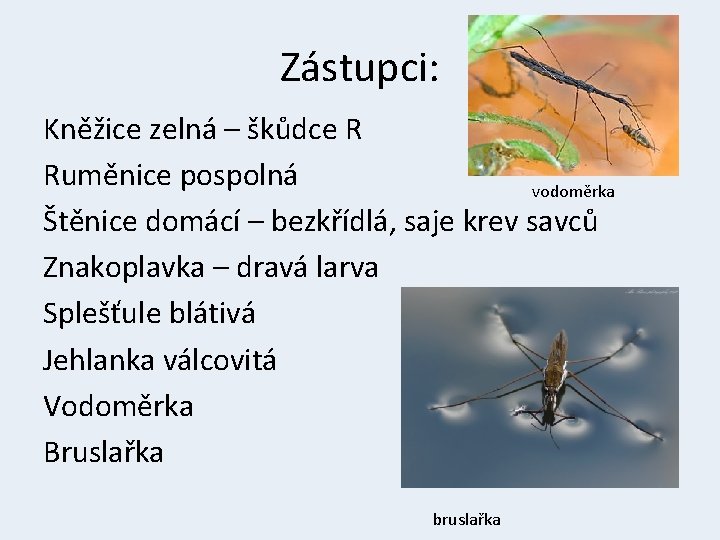 Zástupci: Kněžice zelná – škůdce R Ruměnice pospolná vodoměrka Štěnice domácí – bezkřídlá, saje
