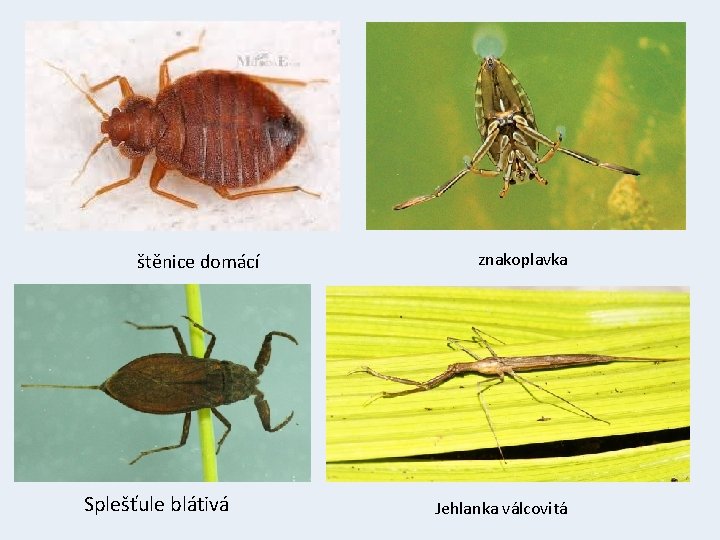 štěnice domácí Splešťule blátivá znakoplavka Jehlanka válcovitá 