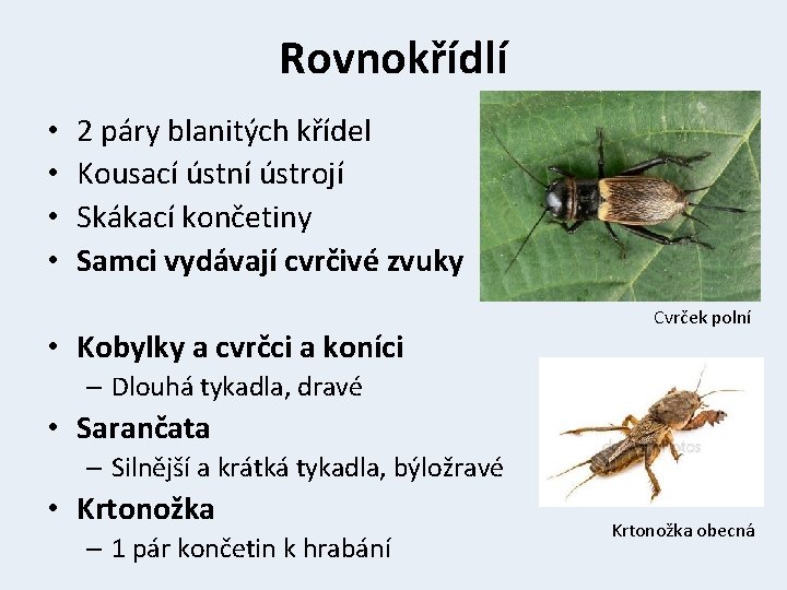 Rovnokřídlí • • 2 páry blanitých křídel Kousací ústní ústrojí Skákací končetiny Samci vydávají