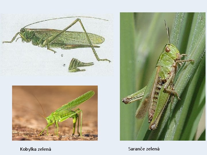 Kobylka zelená Saranče zelená 