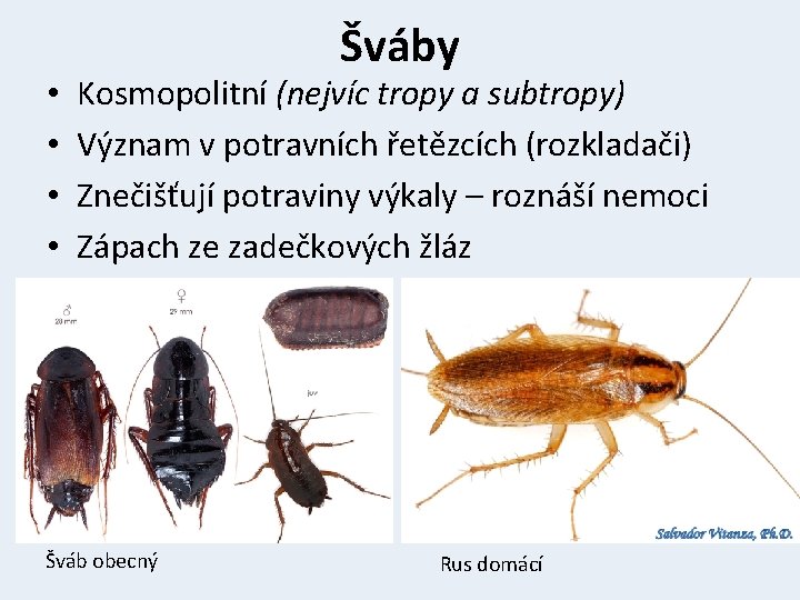  • • Šváby Kosmopolitní (nejvíc tropy a subtropy) Význam v potravních řetězcích (rozkladači)