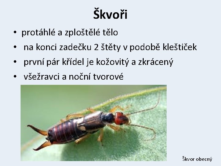 Škvoři • • protáhlé a zploštělé tělo na konci zadečku 2 štěty v podobě