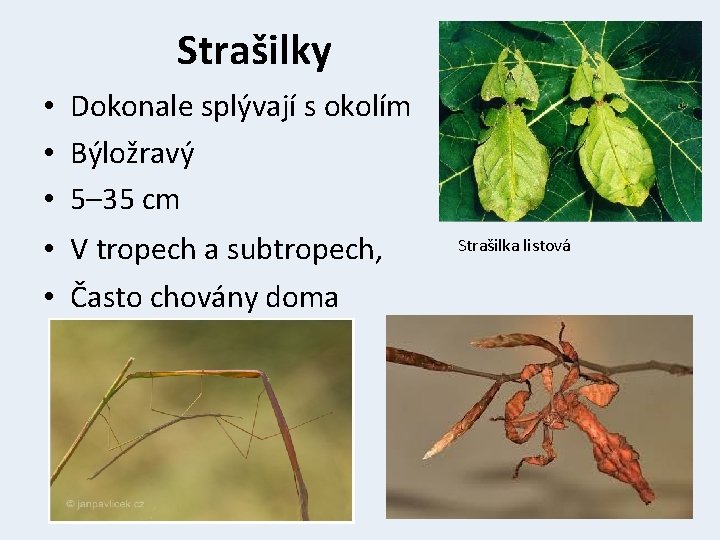 Strašilky • Dokonale splývají s okolím • Býložravý • 5– 35 cm • V