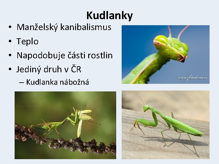  • • Kudlanky Manželský kanibalismus Teplo Napodobuje části rostlin Jediný druh v ČR
