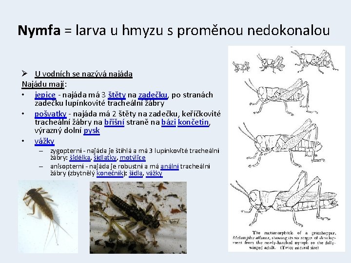 Nymfa = larva u hmyzu s proměnou nedokonalou Ø U vodních se nazývá najáda