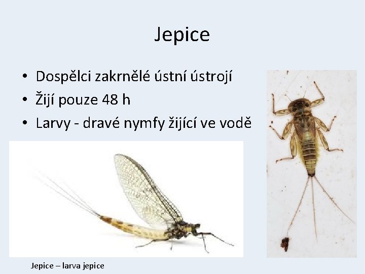 Jepice • Dospělci zakrnělé ústní ústrojí • Žijí pouze 48 h • Larvy -