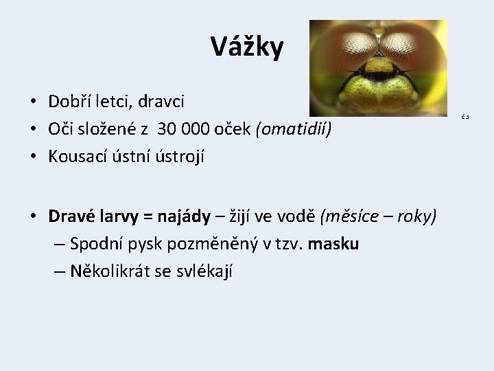 Vážky • Dobří letci, dravci • Oči složené z 30 000 oček (omatidií) •