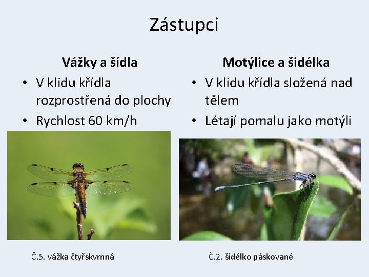 Zástupci Vážky a šídla • V klidu křídla rozprostřená do plochy • Rychlost 60