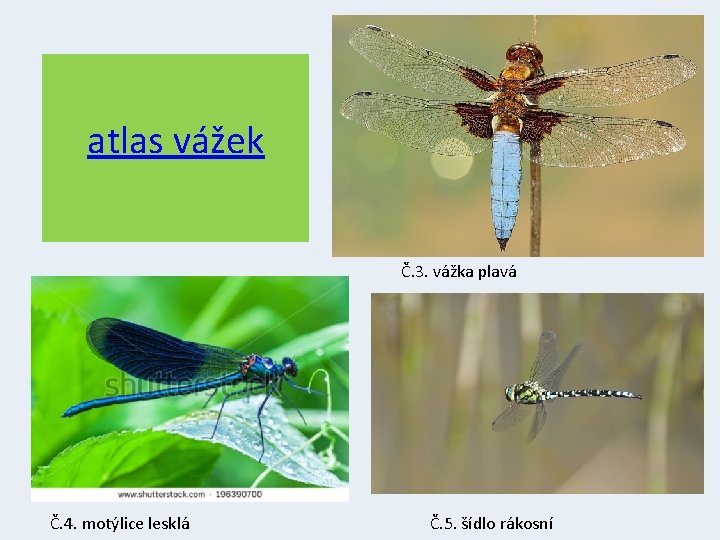 atlas vážek Č. 3. vážka plavá Č. 4. motýlice lesklá Č. 5. šídlo rákosní