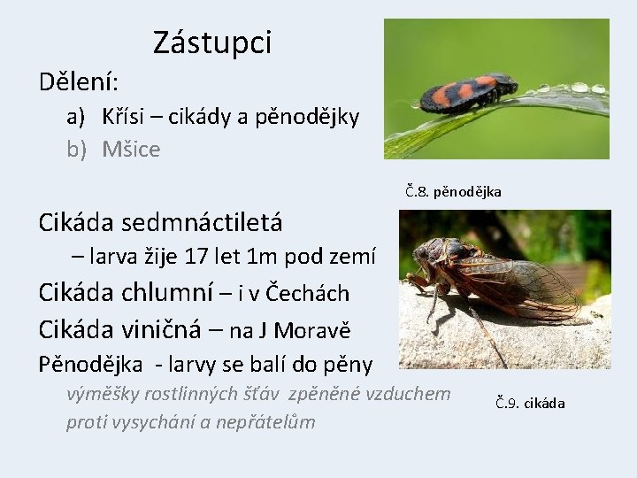 Zástupci Dělení: a) Křísi – cikády a pěnodějky b) Mšice Č. 8. pěnodějka Cikáda