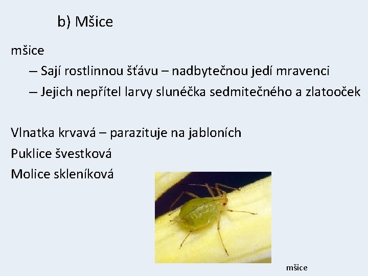 b) Mšice mšice – Sají rostlinnou šťávu – nadbytečnou jedí mravenci – Jejich nepřítel